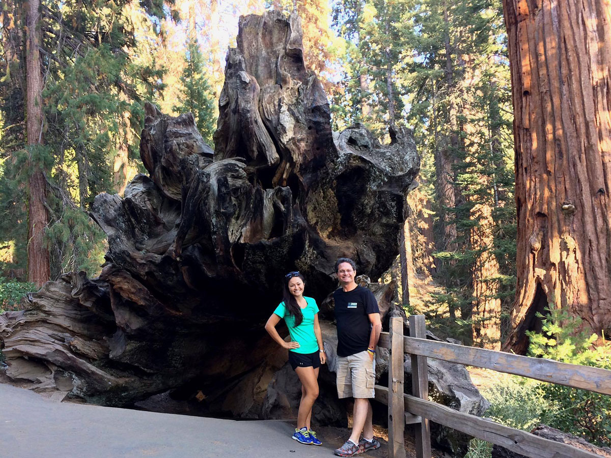 Kings Canyon Sequoia root