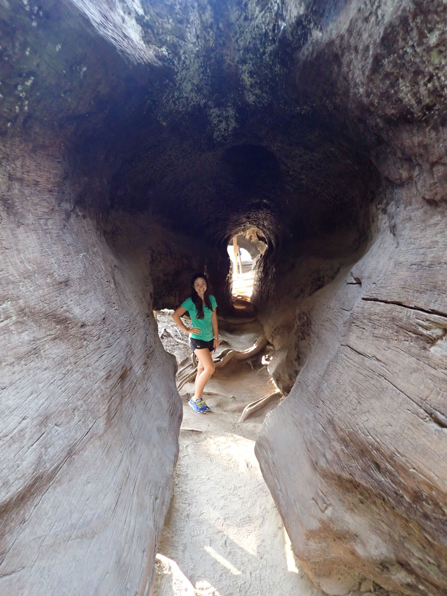 Kings Canyon walking through a tree