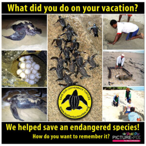 Vivid-Pix announces Save Our Leatherbacks Operation is first partner in non-profit program