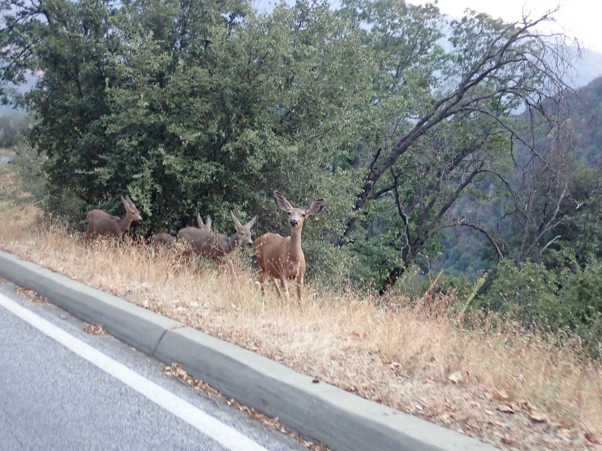 Sequoia inquisitive and friendly deer out for dinner