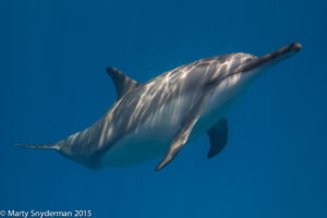 Photographing Dolphins