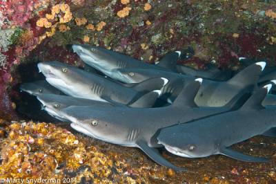 b2ap3_thumbnail_6_-whitetips-on-bottom20111209_Roca_Partida_01-171.jpg