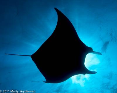 b2ap3_thumbnail_Manta-Silhouette-Vivid-Pix.jpg