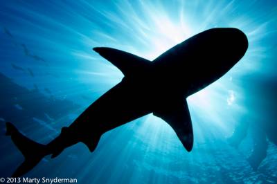 b2ap3_thumbnail_Shark-Silhouette-Vivid-Pix.jpg